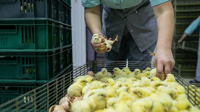 Sodexo revoit sa politique à la suite des recommandations de GAIA