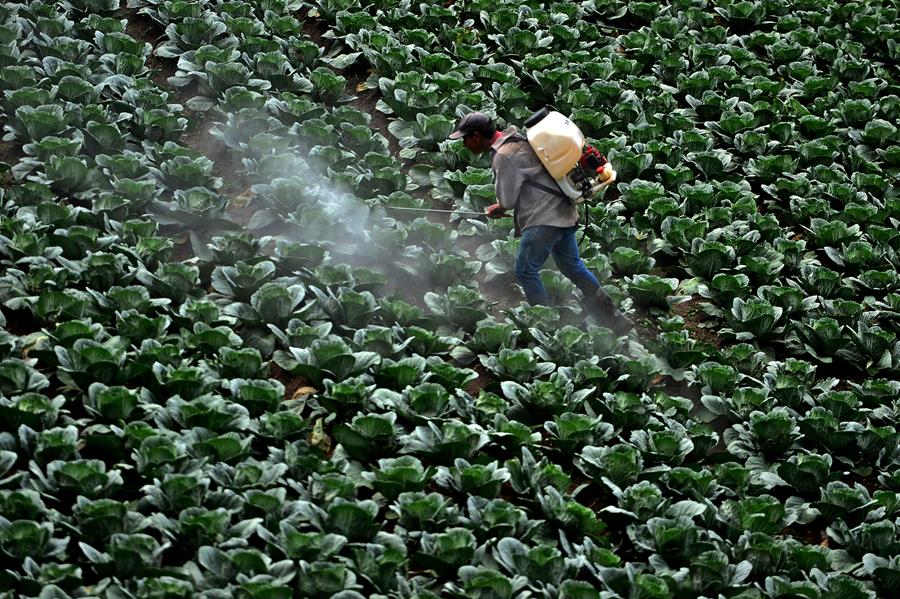 Pesticides : la Wallonie au pied du mur