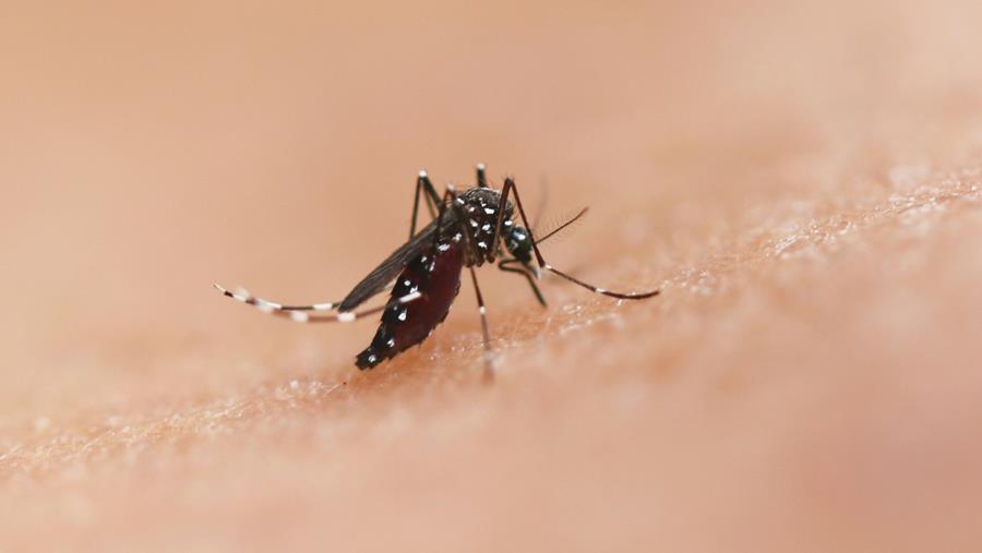 Nombre record de maladies transmises par des moustiques en Europe
