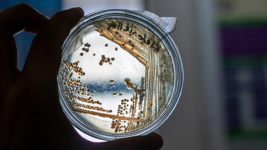 Antibiorésistance: une défense bactérienne à trois niveaux