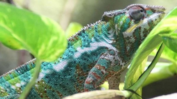Des 'peaux' innovantes pour des matériaux légers durables